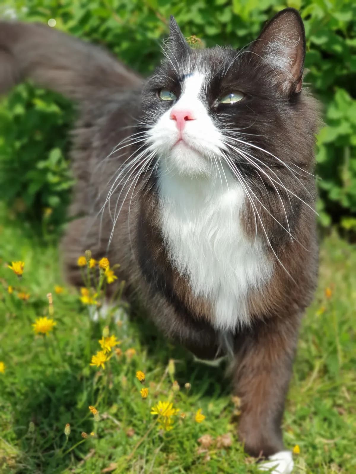 BARF till katt med urinsten