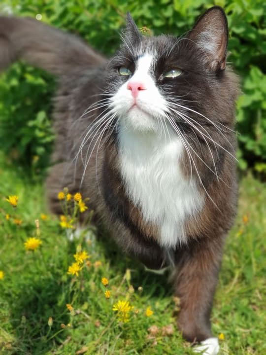 BARF till katt med urinsten